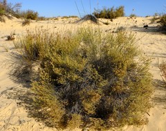 Dicerothamnus adpressus