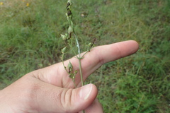 Penstemon laxiflorus