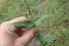 Penstemon laxiflorus