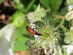 Stenurella septempunctata