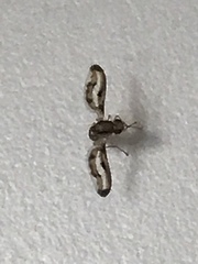 Toxonevra muliebris