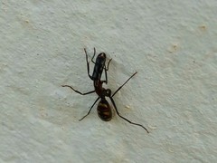 Camponotus mirabilis