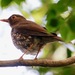 Zorzal Antillano - Photo (c) Bird Explorers, algunos derechos reservados (CC BY-NC), subido por Bird Explorers