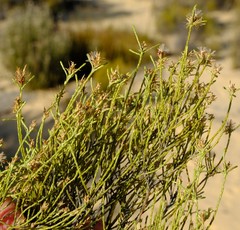 Dicerothamnus adpressus