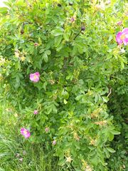 Rosa