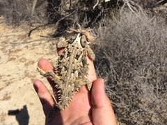 Phrynosoma coronatum