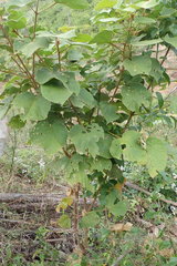 Croton bathianus image