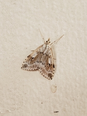 Udea washingtonalis