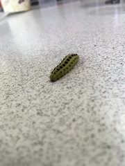 Lepidoptera
