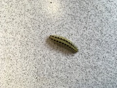 Lepidoptera