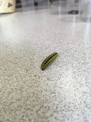 Lepidoptera