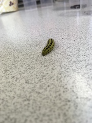 Lepidoptera