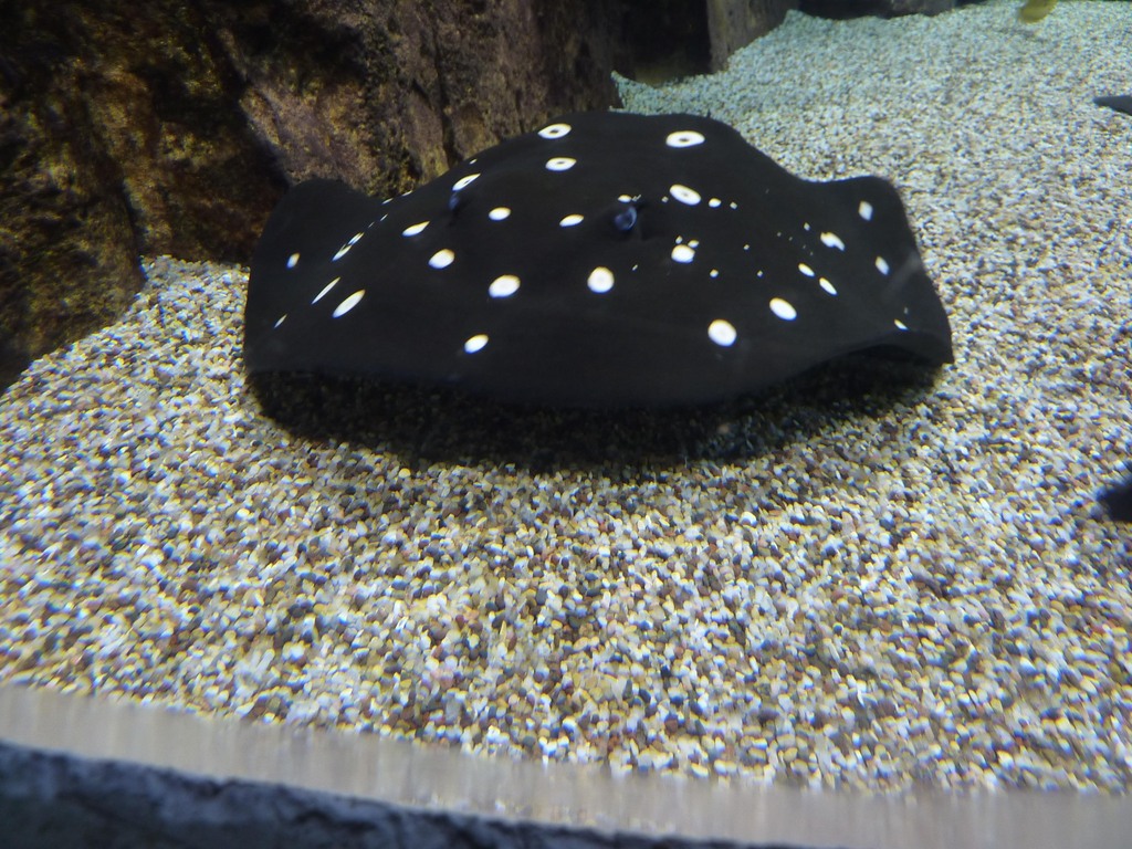 Xingu Freshwater Stingray