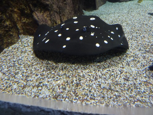 Xingu Freshwater Stingray