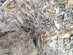 Lycosa