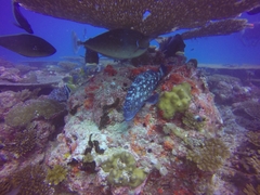 Epinephelus coeruleopunctatus