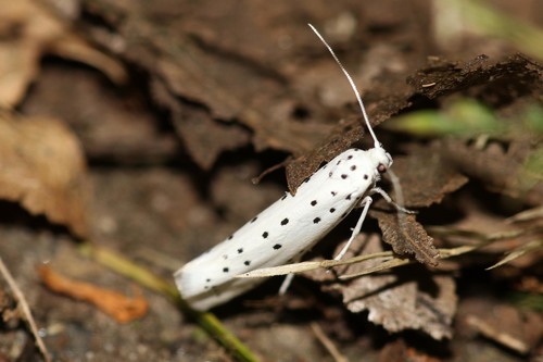 Obelinė kandis nuotrauka