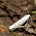 Apple Ermine - Photo (c) Martin Grimm, some rights reserved (CC BY-NC), uploaded by Martin Grimm