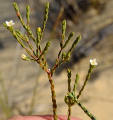 Lachnaea gracilis