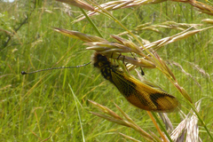 Libelloides longicornis