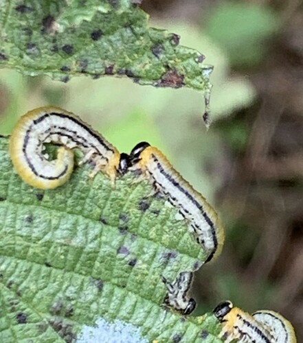 Striped alder sawfly photo 4