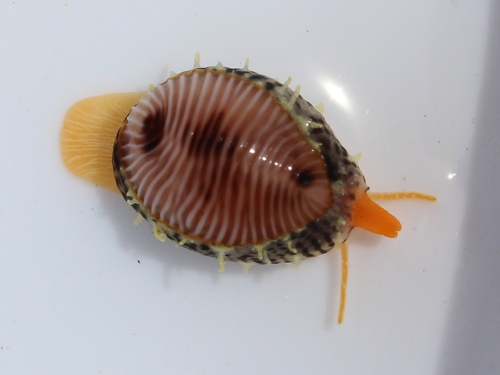 European cowrie