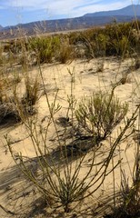 Lachnaea gracilis