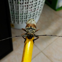 Lochmaeocles cretatus