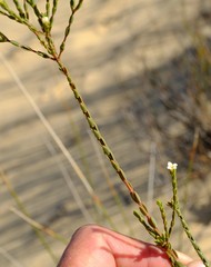Lachnaea gracilis