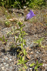 Campanula medium