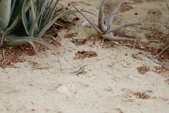 Sceloporus hunsakeri