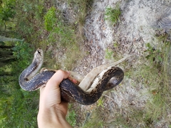 Pituophis melanoleucus