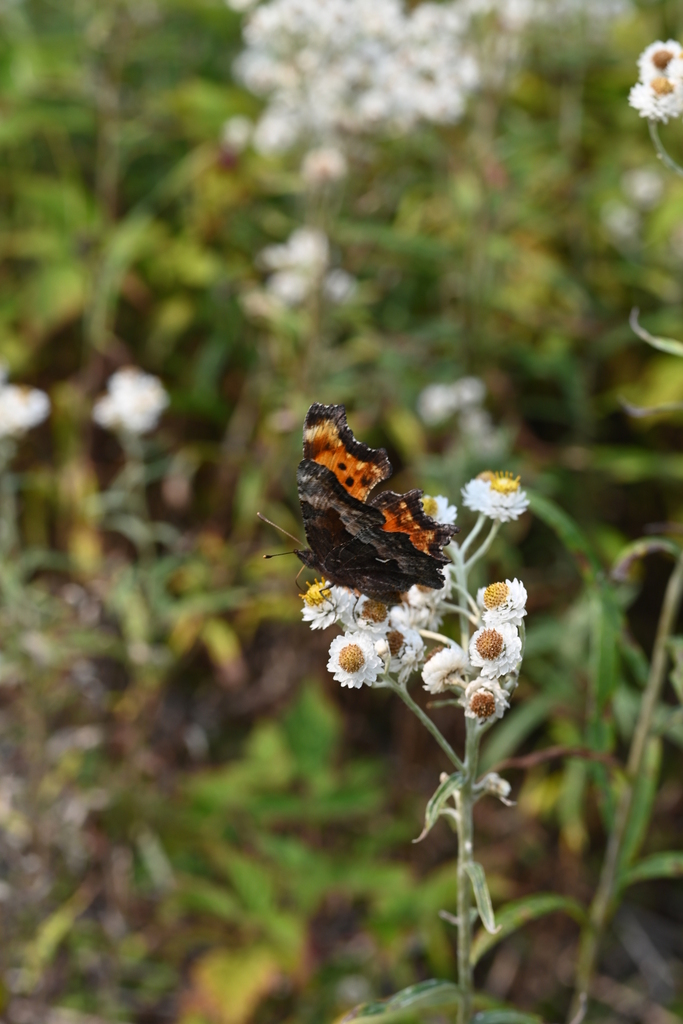Polygonia gracilis gracilis