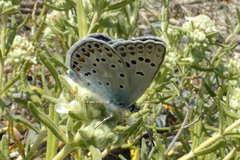 Polyommatus escheri