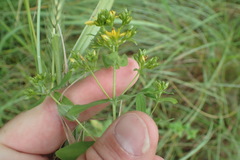 Hypericum pseudomaculatum
