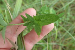 Hypericum pseudomaculatum