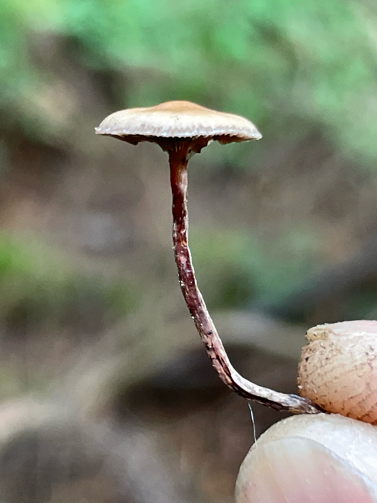 Deconica sp. 'PNW05'