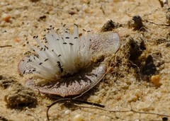 Massonia pygmaea pygmaea