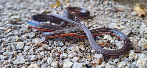 Orange-bellied Glasstail