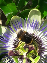 Bombus