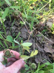 Trifolium reflexum
