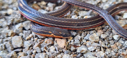 Orange-bellied Glasstail