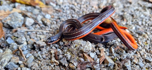 Orange-bellied Glasstail
