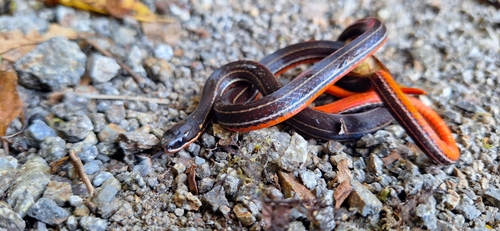 Orange-bellied Glasstail