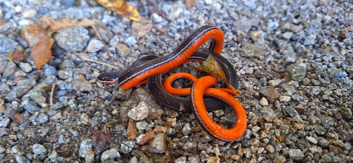 Orange-bellied Glasstail
