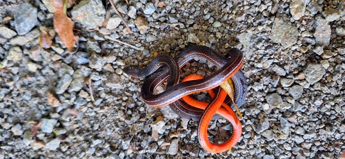 Orange-bellied Glasstail