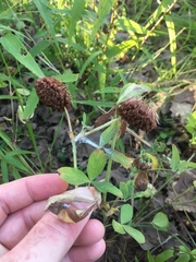 Trifolium reflexum