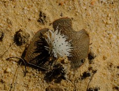 Massonia pygmaea pygmaea