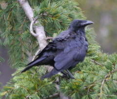 Corvus tasmanicus