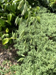 Avena sativa